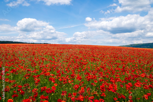Red poppies set in the Derbyshire countryside, Baslow, Derbyshire
