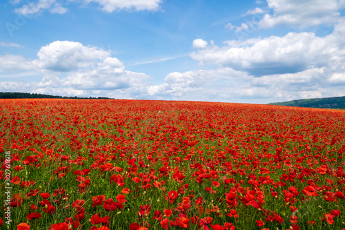 Red poppies set in the Derbyshire countryside, Baslow, Derbyshire © robertharding