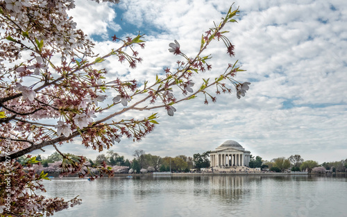 Jefferson Memorial Cherry Blossom © ANTHONY