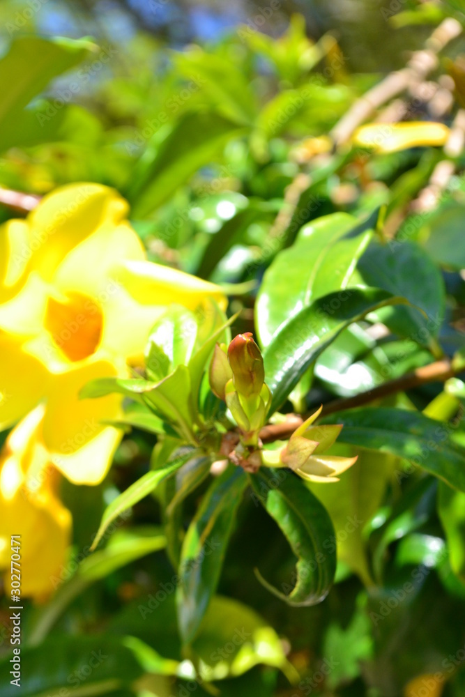 Obraz premium flores 3