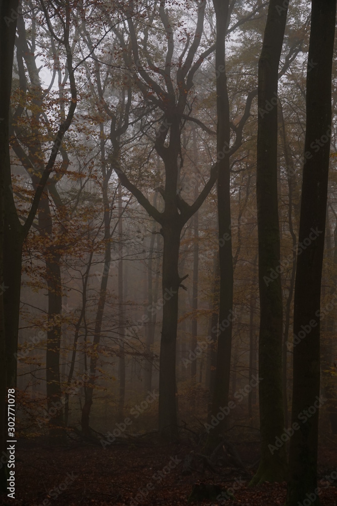 Obraz premium Wald im Herbst