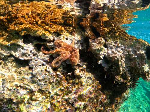 Underwater split photo of octopus in rocky bay of Greek island