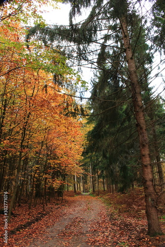 Fototapeta Naklejka Na Ścianę i Meble -  Wanderung im herbstlichen Wald