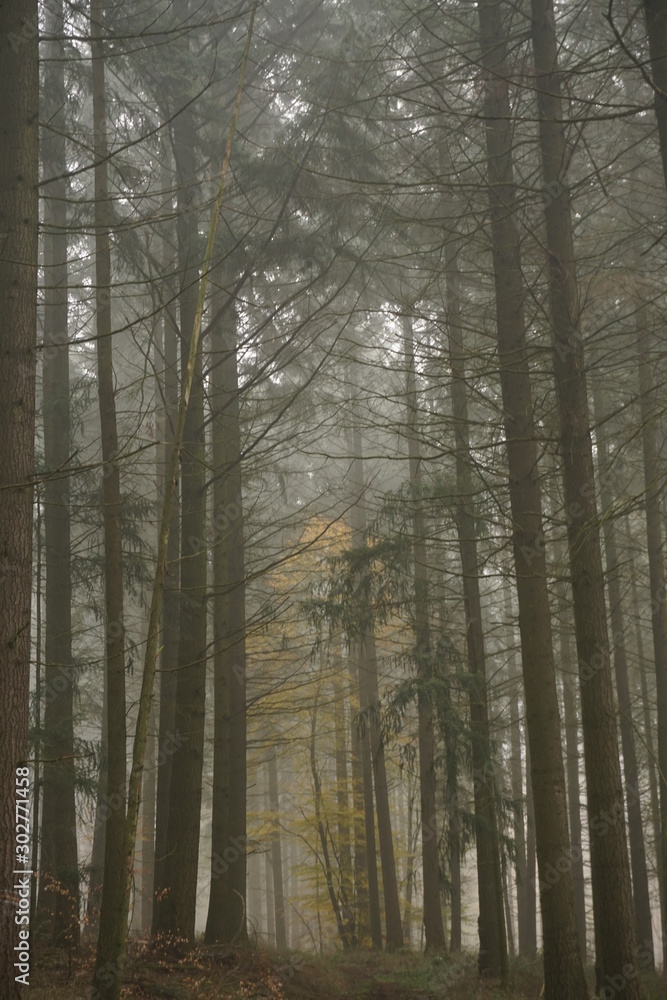 Wald im Herbst Wald im Herbst