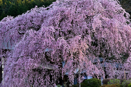満開の枝垂れ桜、妖艶な枝垂れ桜