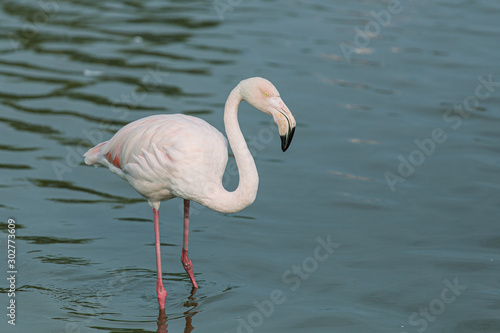 White flamingo bird isolated on a blue lake background