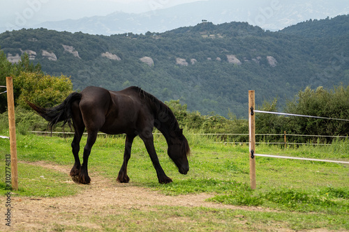 Beautiful black horse grazes in a green meadow with mountains in the background