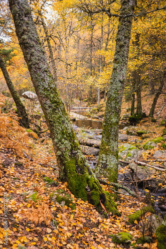 Creek crossing a birch grove © GaiBru Photo