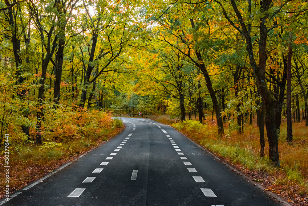 Road through an autumn forest, An autumn forest with a road, nice forest road, Road with Bike Path in forest Road through an autumn forest, An autumn forest with a road, nice forest road, Road with Bike Path in forest