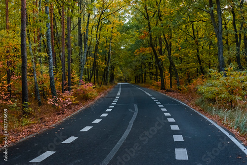 Road through an autumn forest, An autumn forest with a road, nice forest road, Road with Bike Path in forest