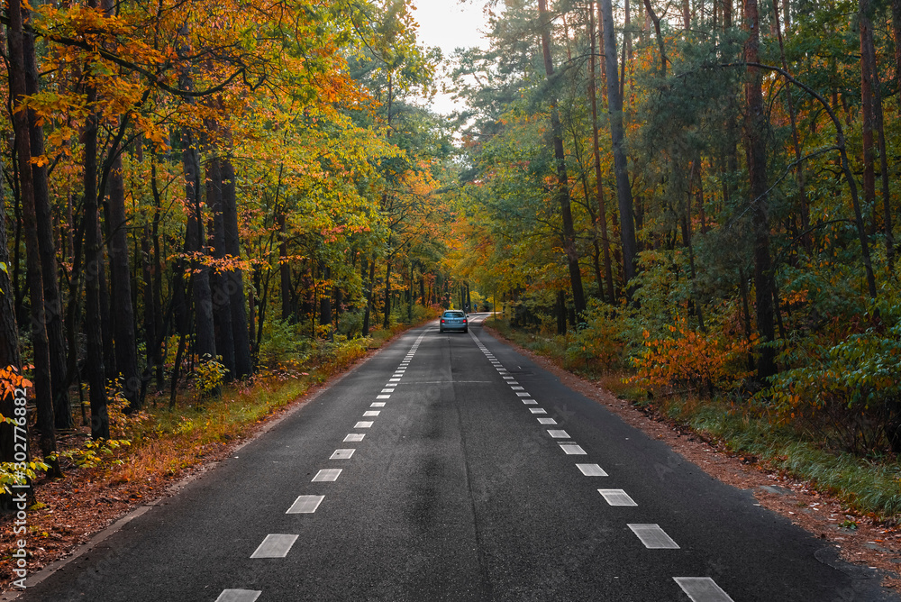 Road through an autumn forest, An autumn forest with a road, nice forest road, Road with Bike Path in forest Road through an autumn forest, An autumn forest with a road, nice forest road, Road with Bike Path in forest