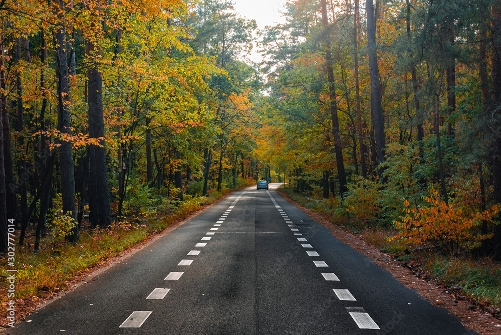Road through an autumn forest, An autumn forest with a road, nice forest road, Road with Bike Path in forest Road through an autumn forest, An autumn forest with a road, nice forest road, Road with Bike Path in forest