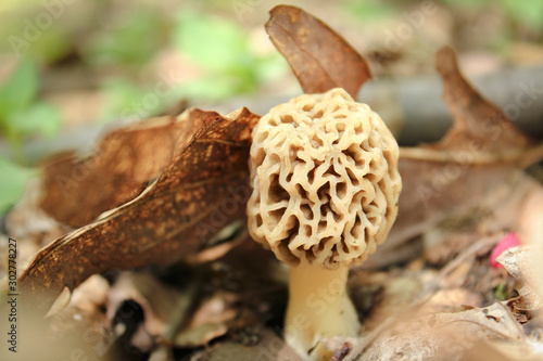 Single Morel Mushroom on Forest Floor in Spring