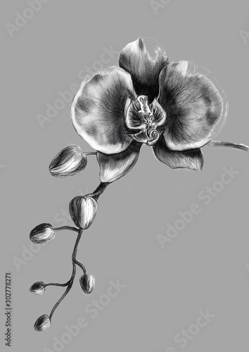 Bright monochrome fine art flower image isolated on grey background. Picture. Blooming black&white plant bud, nature concept