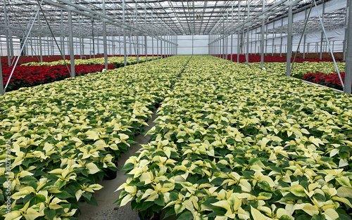 plants in greenhouse photo