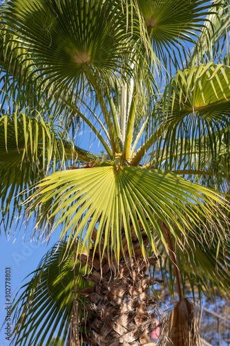 beautiful palm tree leaves close up