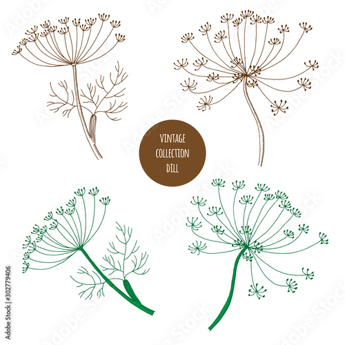 Dill. Vector hand drawn set of cosmetic plants isolated on white background. Essential oils components illustration. Aromatherapy ingredients. Sketch collection of natural floral elements.