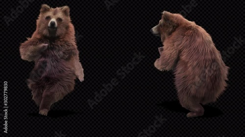 Bear Dance CG fur 3d rendering animal realistic CGI VFX Animation Loop  composition 3d mapping cartoon, with Alpha Channel