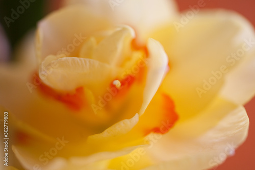 Close-up of spring yellow daffodil flower on light background