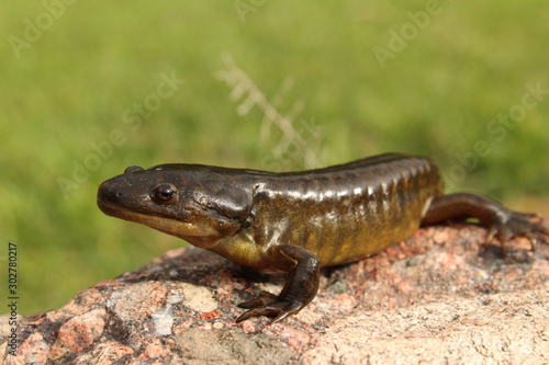Attentive Tiger Salamander Perched on a Stone