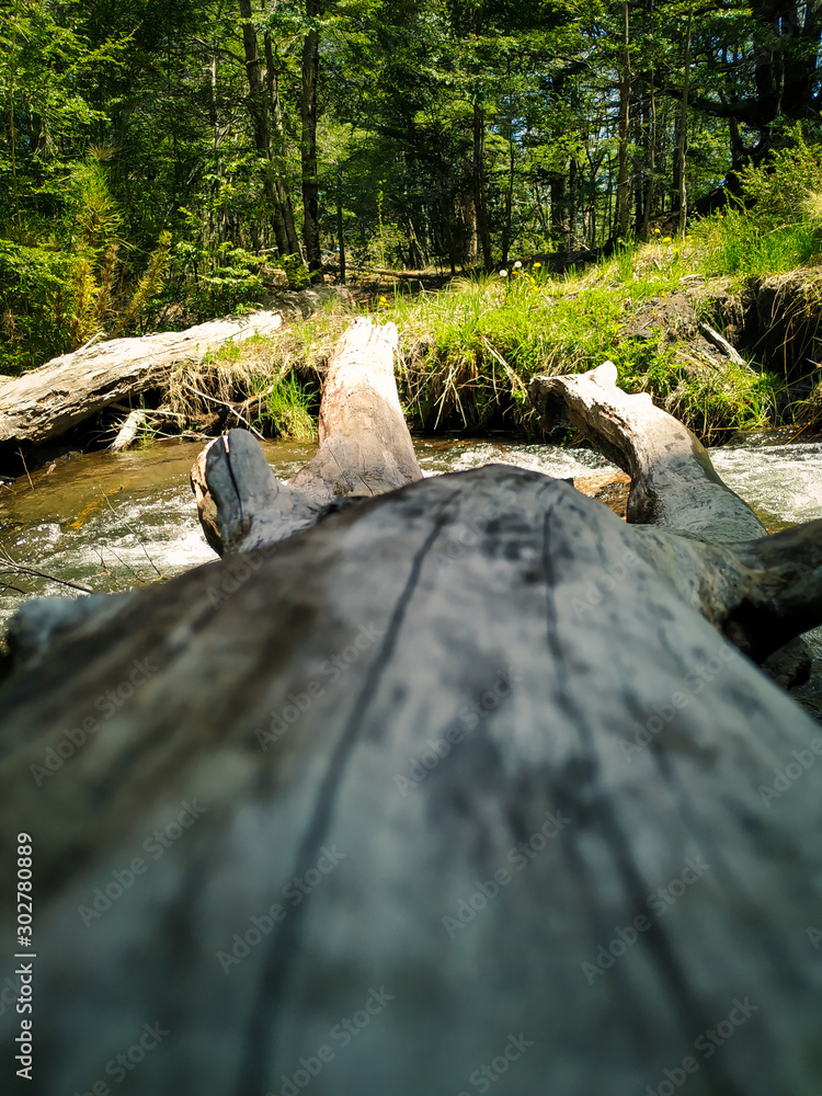 Fototapeta premium stream in forest