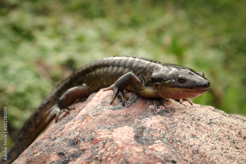Tiger Salamander Perched on a Stone Tiger Salamander Perched on a Stone