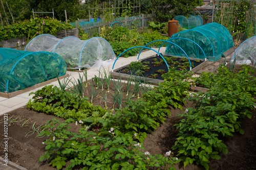 Potatoes, onions, brassicas and strawberries growing on wel-kept allotment