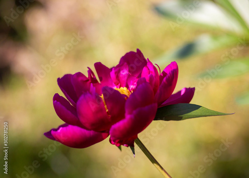 A blooming purple peony flower with yellow stamens  side view on a light green background with bokeh.