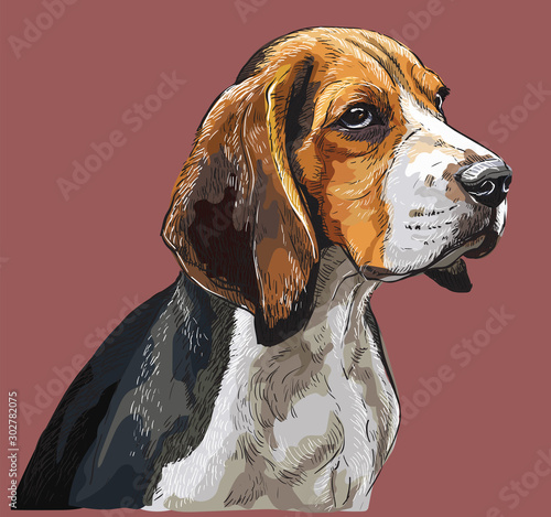 Colorful Beagle vector hand drawing portrait