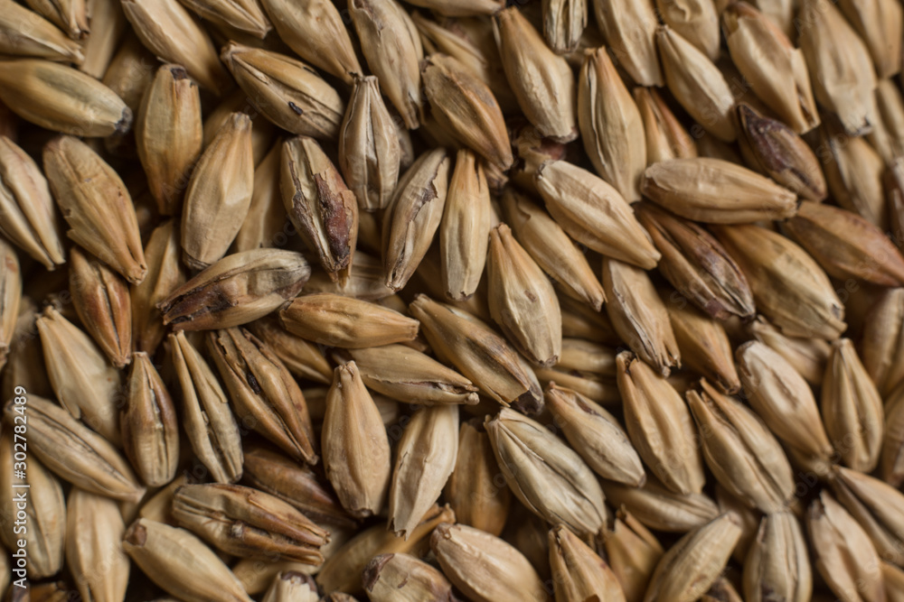 Wheat background. Сereals for the production of alcoholic beverages and animal feed. Flat lay Wheat background. Сereals for the production of alcoholic beverages and animal feed. Flat lay