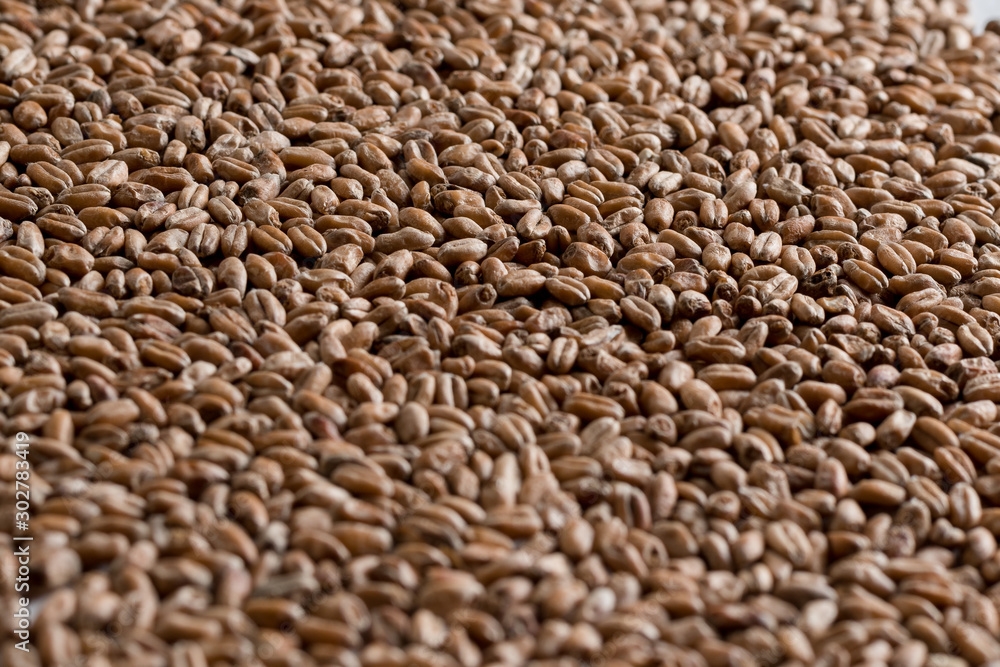 Obraz premium Background from whole grains wheat. Groats texture. Сereals for the production of alcoholic beverages and animal feed. Flat lay