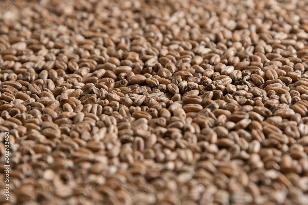 Background from whole grains wheat. Close-up groats, texture. Сereals for the production of alcoholic beverages and animal feed. Depth of field Background from whole grains wheat. Close-up groats, texture. Сereals for the production of alcoholic beverages and animal feed. Depth of field