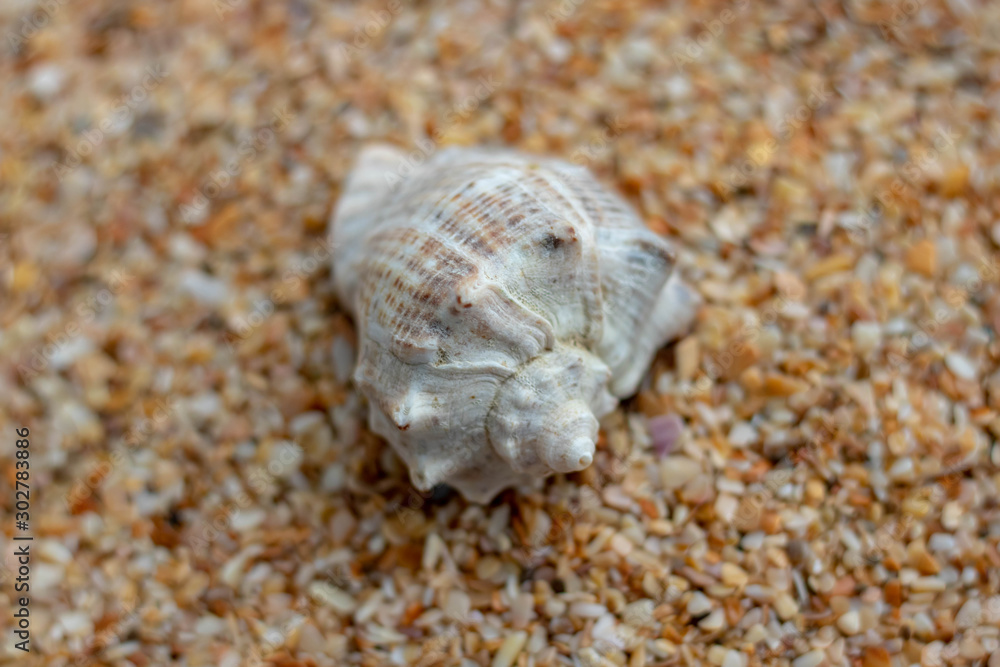 Sea shells on sand. Summer beach background. Top view. Sea shells on sand. Summer beach background. Top view.