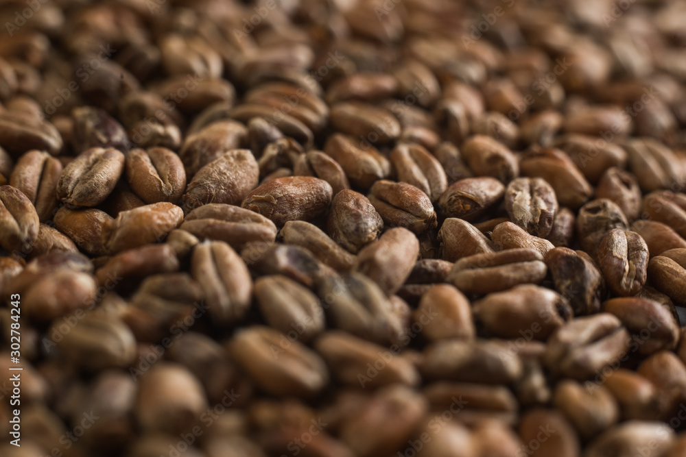 Background from whole grains wheat. Close-up groats, texture. Сereals for the production of alcoholic beverages and animal feed. Depth of field Background from whole grains wheat. Close-up groats, texture. Сereals for the production of alcoholic beverages and animal feed. Depth of field