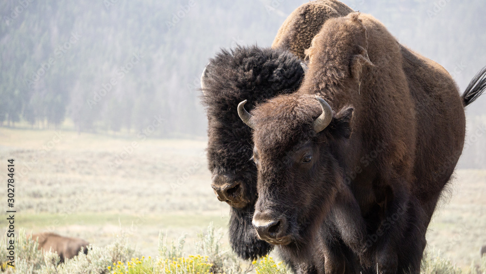 Fototapeta premium Yellowstone Buffalo