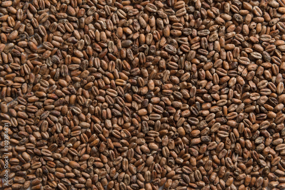 Background from whole grains wheat. Groats texture. Сereals for the production of alcoholic beverages and animal feed. Flat lay Background from whole grains wheat. Groats texture. Сereals for the production of alcoholic beverages and animal feed. Flat lay