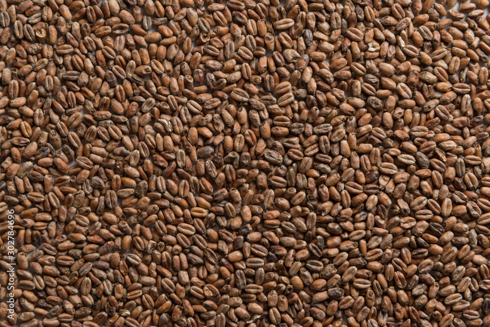Background from whole grains wheat. Groats texture. Сereals for the production of alcoholic beverages and animal feed. Flat lay Background from whole grains wheat. Groats texture. Сereals for the production of alcoholic beverages and animal feed. Flat lay