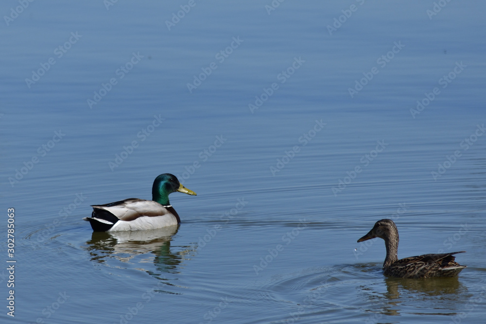 Fototapeta premium CANARD_AS_00001