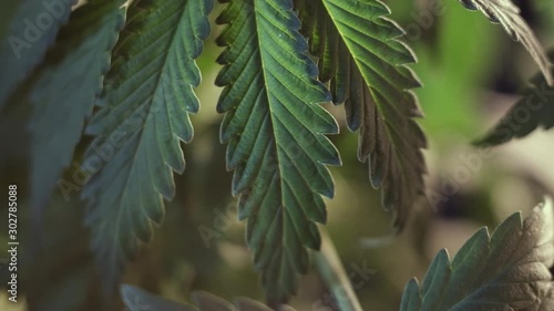 cannabis leaf vegetative growth trembling in the wind.. macro. dark background.