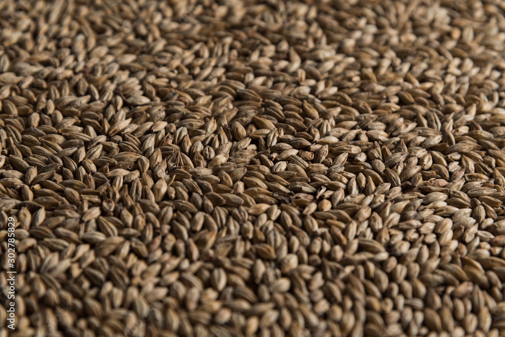Background from whole grains wheat. Groats texture. Сereals for the production of alcoholic beverages and animal feed. Flat lay Background from whole grains wheat. Groats texture. Сereals for the production of alcoholic beverages and animal feed. Flat lay