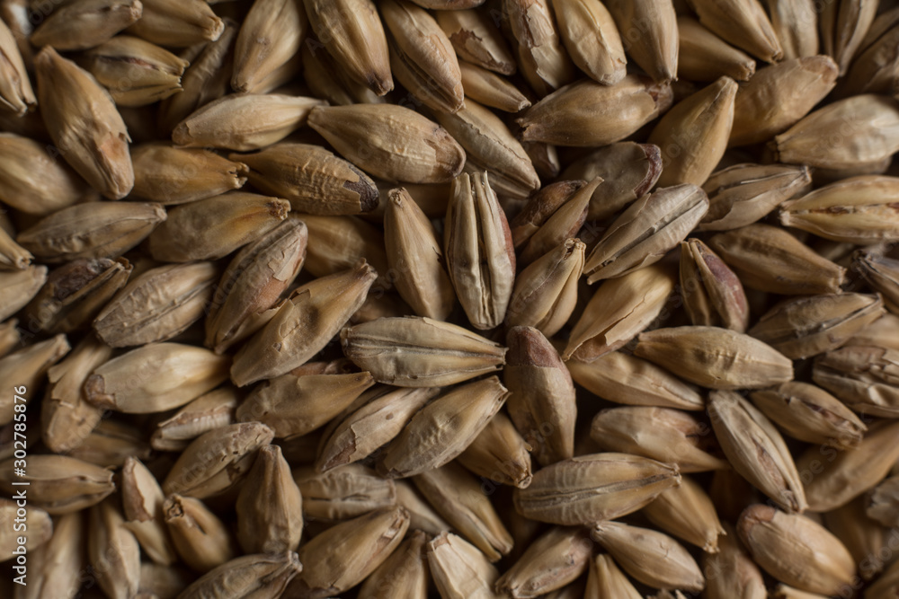 Background from whole grains wheat. Groats texture. Сereals for the production of alcoholic beverages and animal feed. Flat lay Background from whole grains wheat. Groats texture. Сereals for the production of alcoholic beverages and animal feed. Flat lay