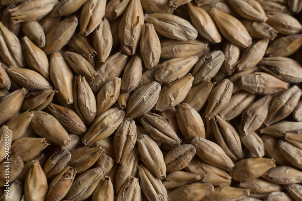 Background from whole grains wheat. Groats texture. Сereals for the production of alcoholic beverages and animal feed. Flat lay Background from whole grains wheat. Groats texture. Сereals for the production of alcoholic beverages and animal feed. Flat lay