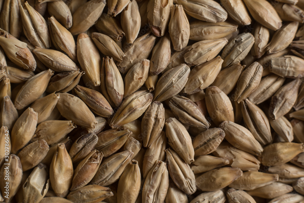 Background from whole grains wheat. Groats texture. Сereals for the production of alcoholic beverages and animal feed. Flat lay Background from whole grains wheat. Groats texture. Сereals for the production of alcoholic beverages and animal feed. Flat lay