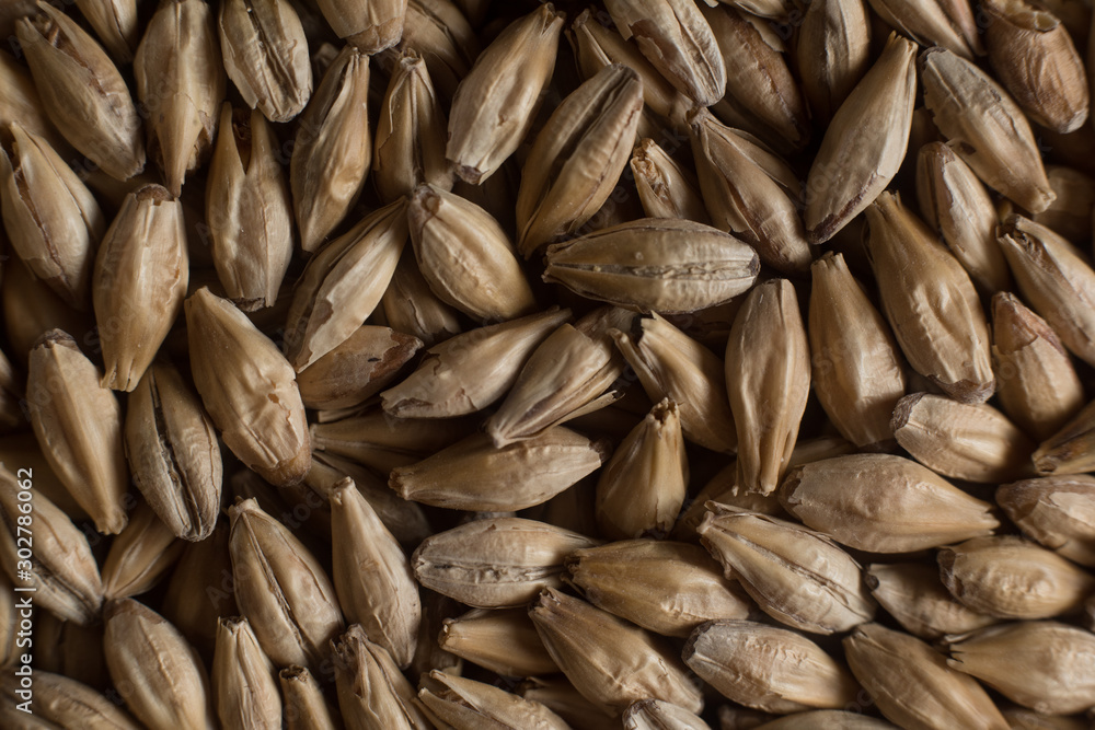Background from whole grains wheat. Сereals for the production of alcoholic beverages and animal feed. Close-up groats. Macro texture of wheat Background from whole grains wheat. Сereals for the production of alcoholic beverages and animal feed. Close-up groats. Macro texture of wheat