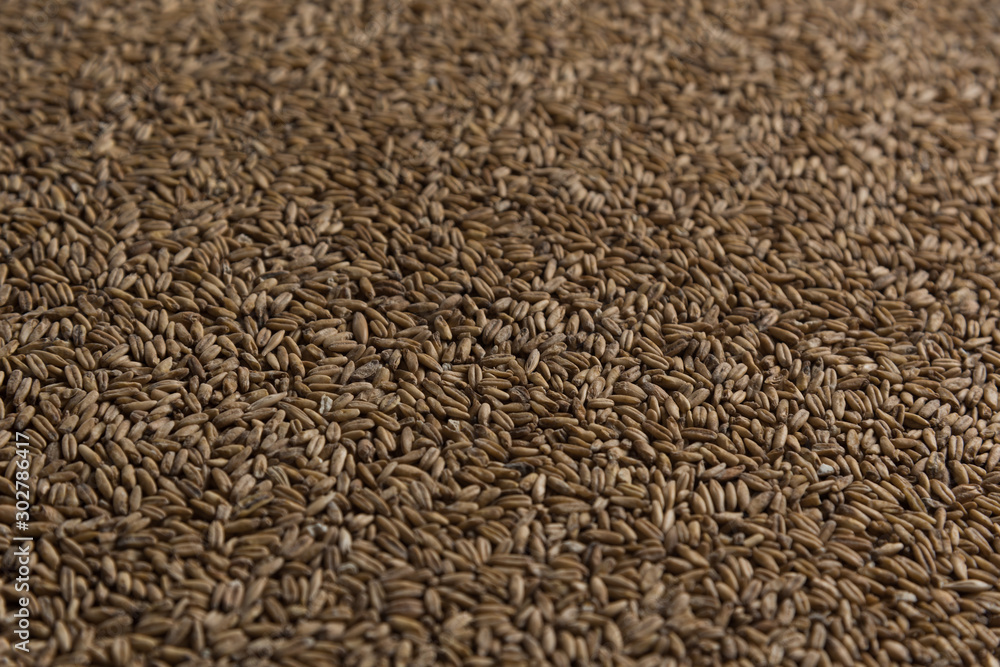 Background from whole grains wheat. Groats texture. Сereals for the production of alcoholic beverages and animal feed. Flat lay Background from whole grains wheat. Groats texture. Сereals for the production of alcoholic beverages and animal feed. Flat lay