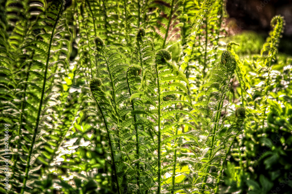 Fototapeta premium ferns in the forest