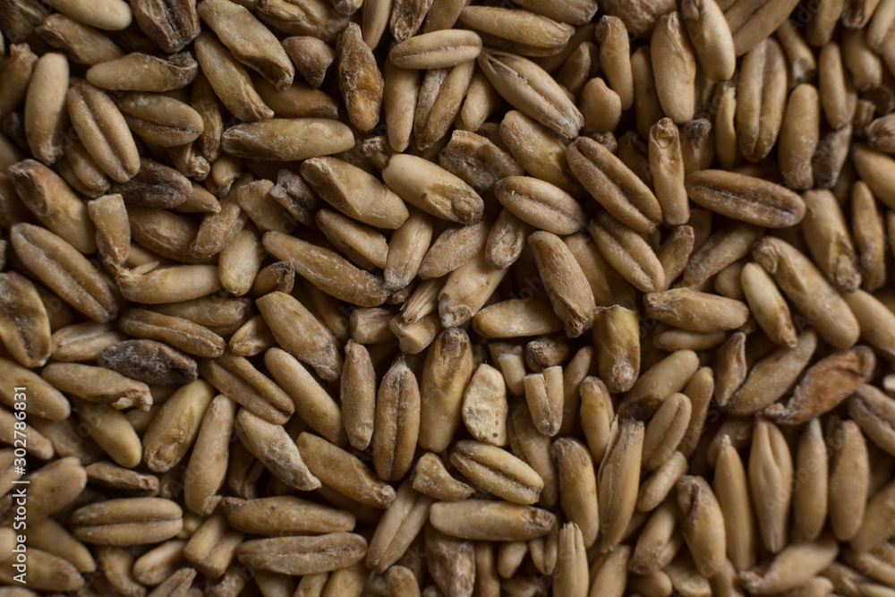 Background from whole grains wheat. Groats texture. Сereals for the production of alcoholic beverages and animal feed. Flat lay Background from whole grains wheat. Groats texture. Сereals for the production of alcoholic beverages and animal feed. Flat lay