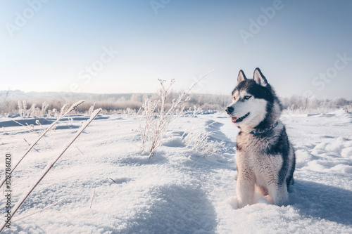 Siberian husky with blue eyes sits on the snow