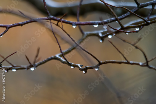 Wet branches with raindrops in autumn