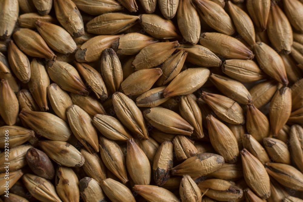 Background from whole grains wheat. Сereals for the production of alcoholic beverages and animal feed. Close-up groats. Macro texture of wheat Background from whole grains wheat. Сereals for the production of alcoholic beverages and animal feed. Close-up groats. Macro texture of wheat